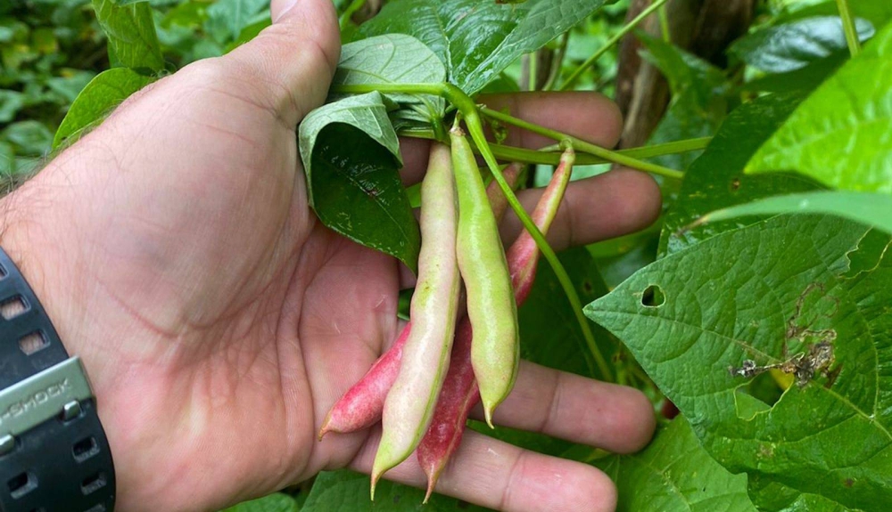 Entre agosto y septiembre se siembra un 75  de los cultivos de frijoles en El Salvador. /MAG,image_description: