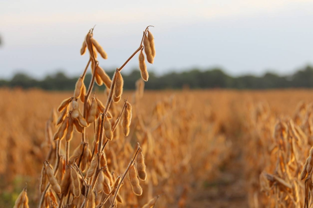 La sequía de Brasil ha elevado el precio de los granos, como el café, el maíz y la soja. /DEM,image_description:Soybean field ready to be harvested