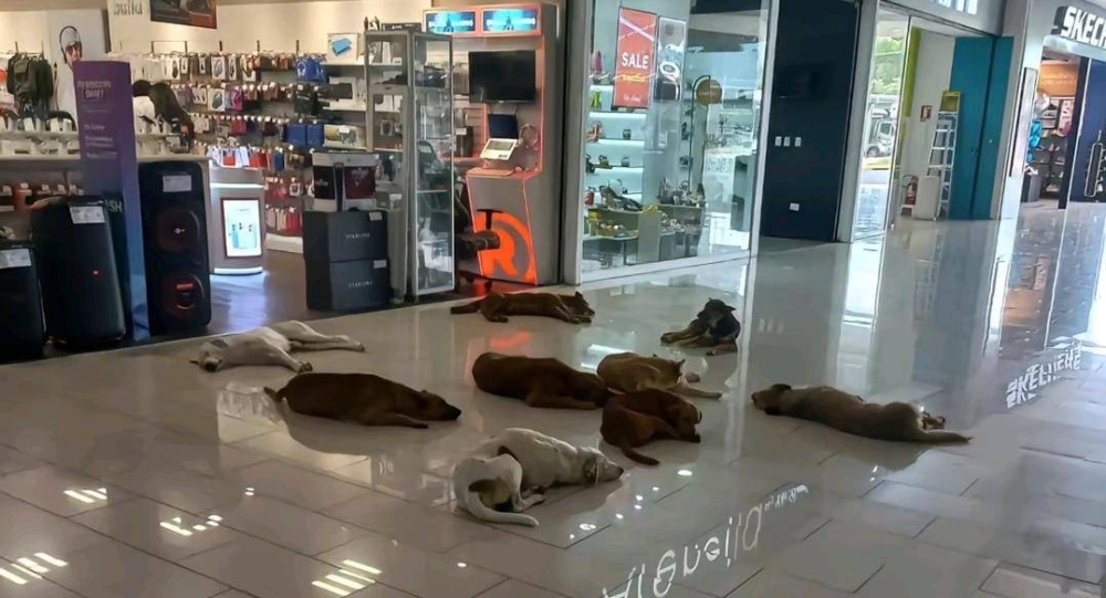 Los canes recorren los pasillos tranquilamente y también echan la siesta en medio de los clientes, en días de lluvia.,image_description: