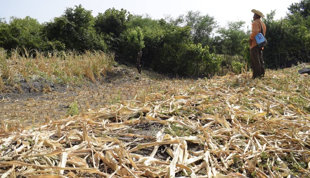 La EHPM confirma que más de 29,000 personas estaban desocupadas del sector de agricultura, ganadería y caza. /DEM ,image_description: