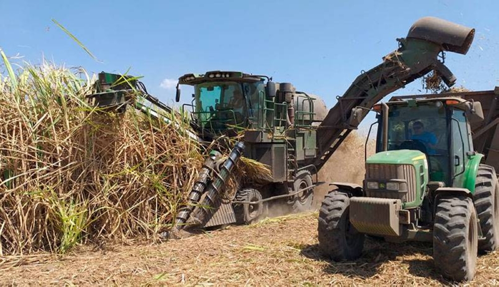 Cultivos de caña de azúcar, uno de los principales exportadores de El Salvador. / Cortesía. ,image_description: