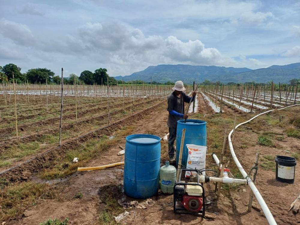 Cultivos en los que trabaja el MAG con variedades modificadas para resistir el cambio climático. /MAG,image_description: