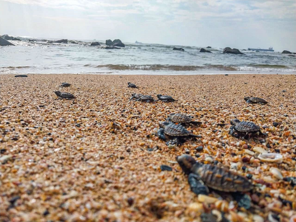 Las primeras tortugas carey nacieron este domingo en un vivero de incubación supervisado por el Marn. / Marn.,image_description: