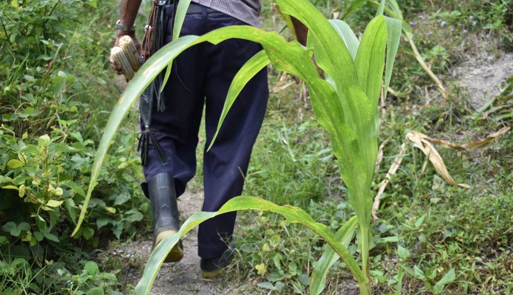 Las tierras agrícolas y para ganadería se podrían reducir en los próximos años si no se toman medidas para motivar a los trabajos agropecuarios. /DEMn,image_description: