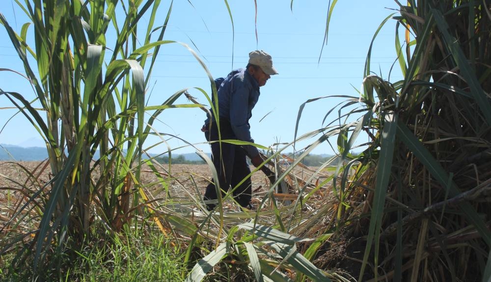 Los productores de caña están preocupados por el clima, pues si las lluvias incrementan en los próximos meses la caña puede seguir creciendo y perder rendimiento de azúcar. /DEMn,image_description: