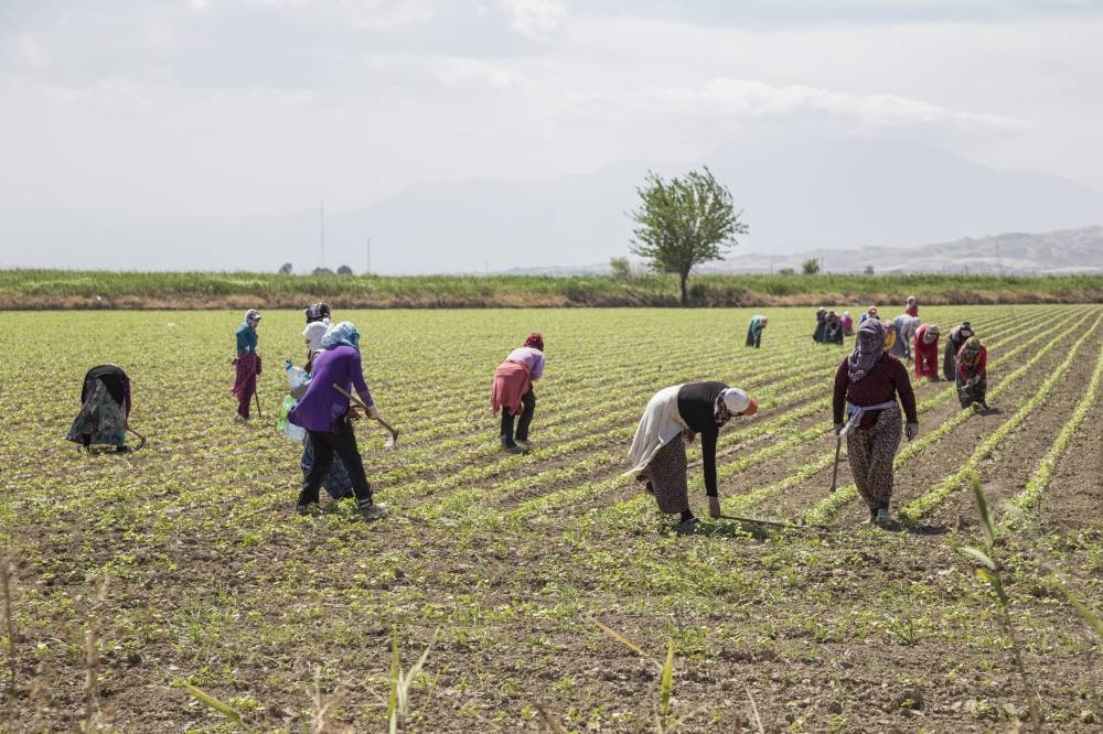 Manisa, Turkey  May 24, 2013: People working on a field in Mugla city of Anataolia inTurkey.,image_description:People working on a field in Anataolia, Turkey.