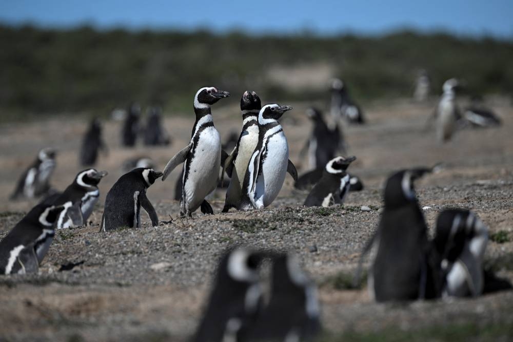 Pingu00fcinos de Magallanes Spheniscus magellanicus se ven en la Reserva Nacional Punta Tombo, en la provincia de Chubut, Argentina, el 8 de octubre de 2022/Foto Luis Robayo AFP.,image_description: