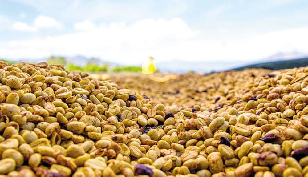 El café es el segundo producto agrícola de mayor exportación de El Salvador. /DEM,image_description: