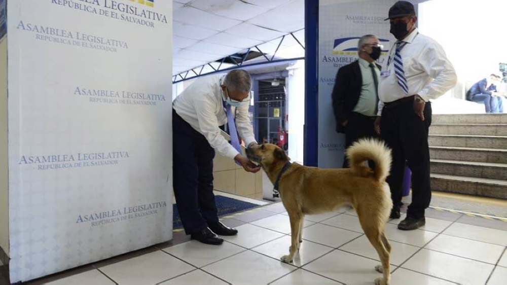 Canelo era muy querido por los empleados de la Asamblea Legislativa. Uno de los agentes de seguridad lo adoptó.