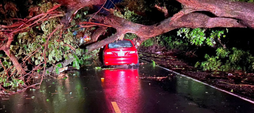 Un árbol cayó sobre un vehículo tipo sedán/ Foto cortesía PROCIVILSV,,image_description: