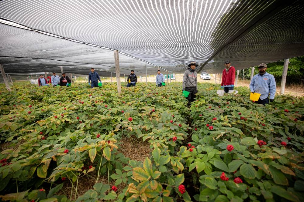 Durante los seis meses, los salvadoreños se encargan de mantener las plantas de ginseng hasta su cosecha. / Cortesía USAID.