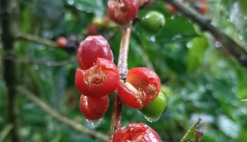 Las lluvias provocaron que el café maduro se raje y se caiga por el exceso de humedad. /Acafesal,image_description: