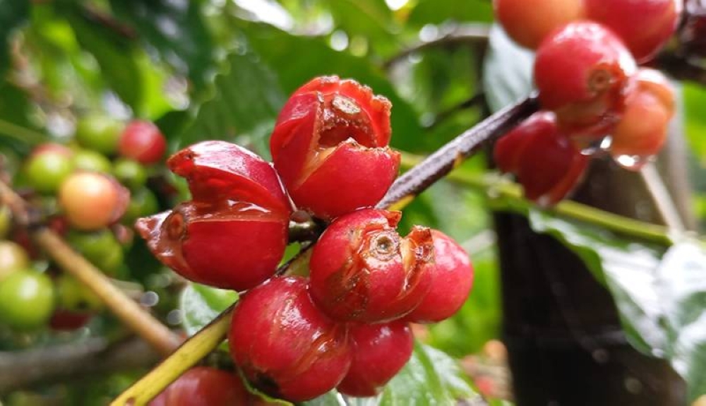 Las variedades Pacas y Bourbon están más expuestas a rajarse por el exceso de humedad. /Acafesal,image_description: