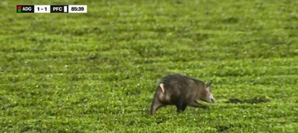 El tacuazín invadió un campo de juego en Costa Rica. ,image_description: