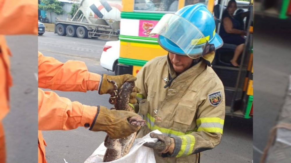 La serpiente fue retirada con mecanismos de seguridad apropiados/ Foto cortesía Cuerpo de Bomberos.,image_description: