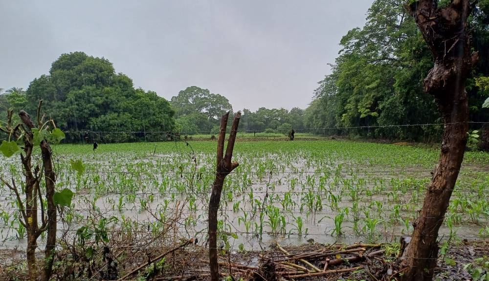 Productores de hortalizas y maíz perdieron sus cultivos debido a las lluvias. / Francisco Valle,image_description: