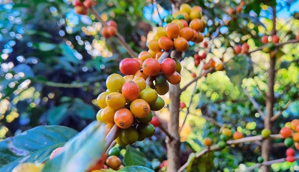 El café es el segundo producto agrícola exportado por El Salvador después del azúcar. /DEM,image_description: