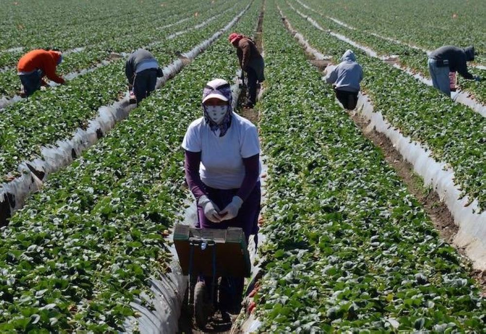 Trabajadores migrantes cosechan fresas en una granja cerca de Oxnard, California. Las propuestas de inmigración de línea dura del presidente electo Donald Trump, incluido un controvertido plan de deportación masiva, podrían resultar económicamente perjudiciales, dicen los analistas, y los sectores estadounidenses que dependen en gran medida de los trabajadores extranjeros, como la agricultura y la construcción, se verían especialmente afectados. Alrededor de 8,3 millones de pe</div>
                    <div class=