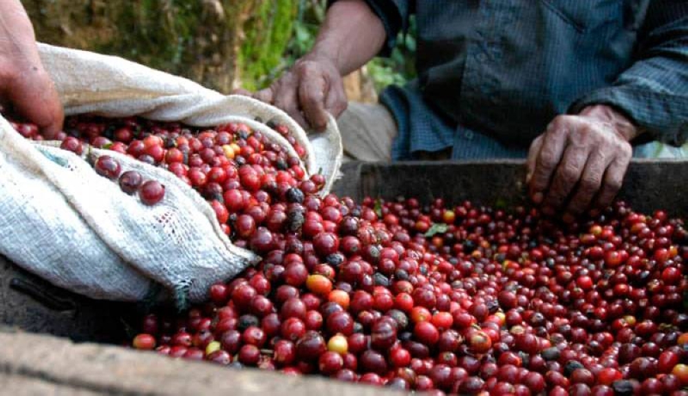 La producción cafetalera brasileña podría perjudicarse debido a las sequías que azotan al país. /DEM,image_description: