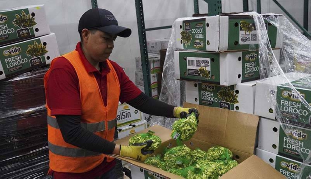 En la bodega de Missouri City, Texas, se realiza una nueva inspección antes de despachar el loroco hacia los supermercados. /Francisco Valle