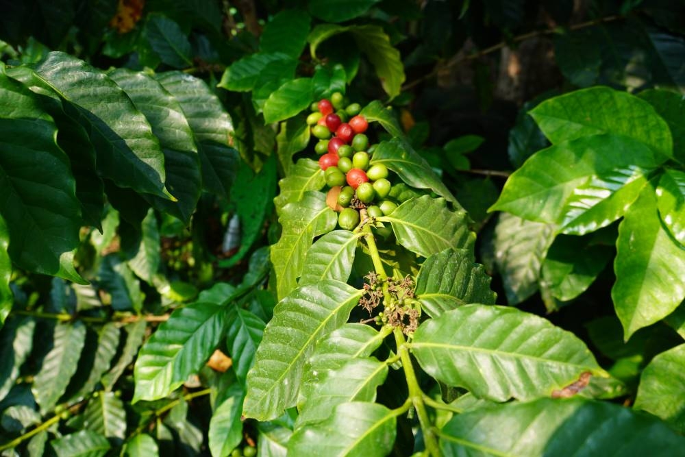 Después del azúcar, el café es el segundo producto agrícola de mayor exportación de El Salvador. Por más de 200 años, fue bastión de la economía. /F. V.,image_description: