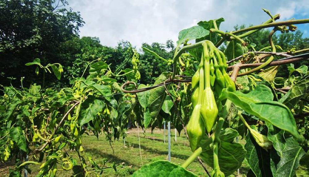 Cultivo de loroco en Santa Cruz Porrillo, San Vicente, el cual se exporta a Estados Unidos como productos nostálgico. /Uveli Alemán,image_description: