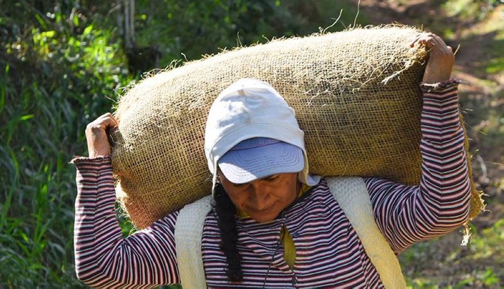 El Banco Central reporta que el café es el octavo producto más exportado por El Salvador en 2024 y el segundo de origen agrícola. /DEM,image_description: