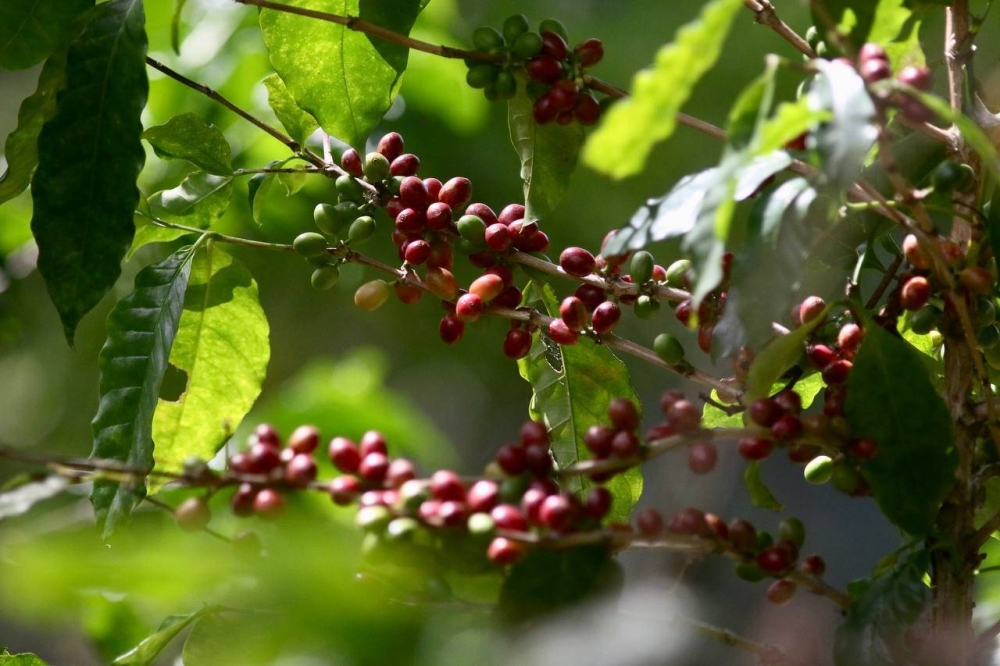 Los tipos de café que se producen en la finca son Bourbón, Marsella y Cuscatleco.