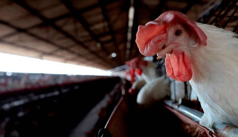 La variante H5N1 de la gripe aviar apareció por primera vez en 1996, pero desde 2020 los brotes en aves se han disparado. / AFP,image_description: