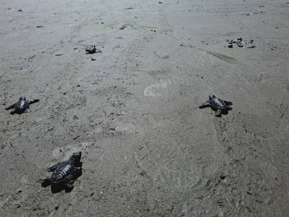 Una vez al mes los turistas reciben una explicación de porqué cuidar a las tortugas y participan en la liberación. Sin embargo, la comunidad hace liberación a diario, horas después que los tortugas nacen. / Iliana Cornejo. 