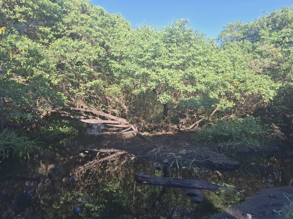 Para llegar a la playa El Icacal hay que atravesar un manglar, que es zona protegida en El Salvador. / Iliana Cornejo.