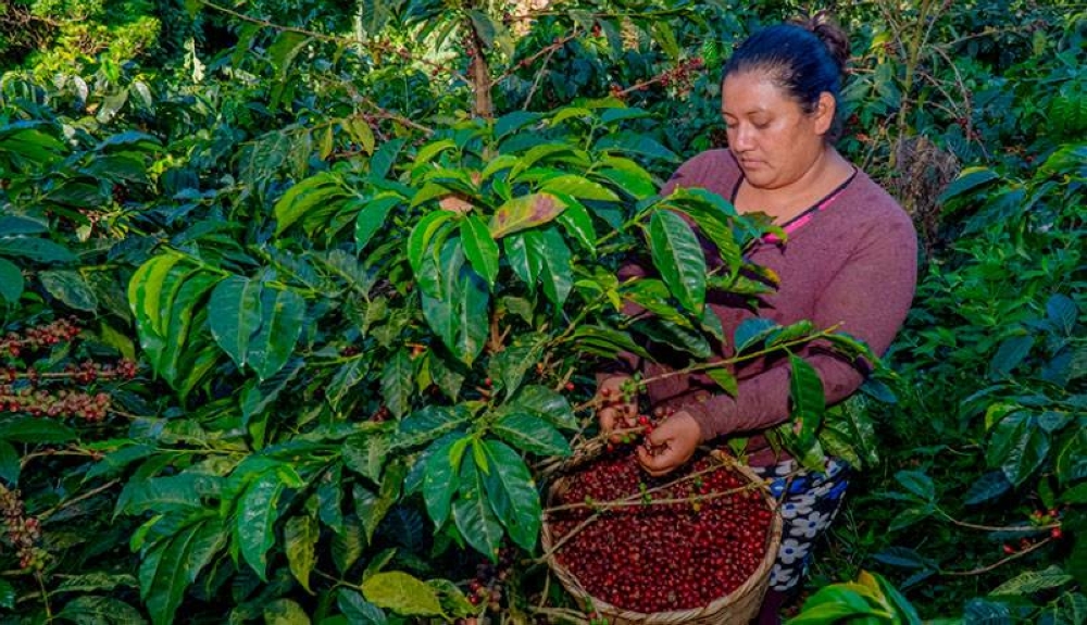 La caficultura fue motor de la economía salvadoreña por más de dos siglos, pero su producción decayó desde la década de 1990. / DEM,image_description: